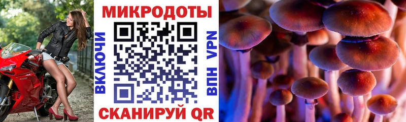 закладка Нязепетровск Галлюциногенные грибы Psilocybe